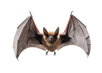 Image of bats are flying fly on white background. Wildlife Animals. Illustration. Generative AI.
