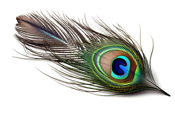 Image of peacock feather on white background. Bird. Wildlife Animals. Illustration. Generative AI.