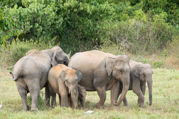 Asian elephant is nation animal in Thailand.