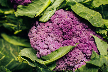 Close up photo of fresh bio eco Purple broccoli in market store.