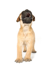 puppy bullmastiff isolated on white background 