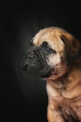 portrait of a puppy bullmastiff 