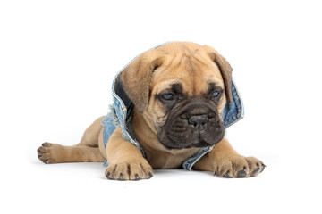 Obraz premium puppy with a retro-style denim jacket on a white background 