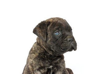 portrait of bullmastiff isolated on white background 