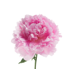 Pink peony flower isolated on white background