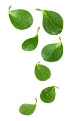 Levitation of green leaves.