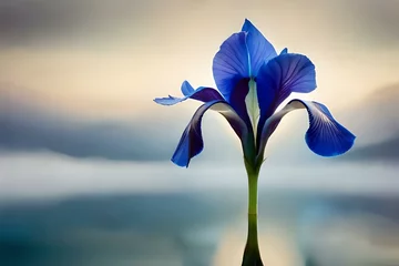 Meubelstickers blue iris flower © qaiser