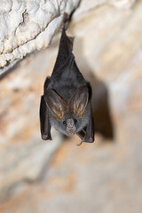 Esser false vampire bat