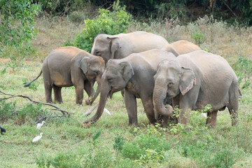 Asian elephant is nation animal in Thailand.