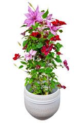 Isolated potted clematis flower - 615834048