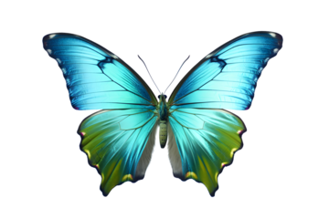 butterfly in flight isolated on a transparent background.  