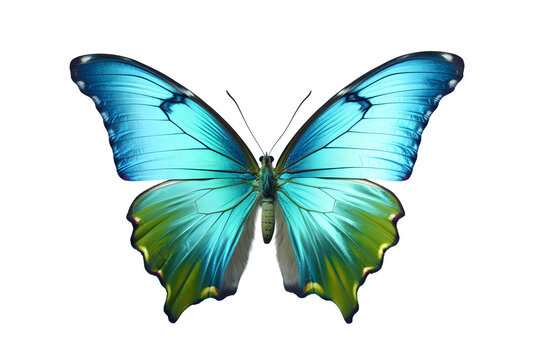 butterfly in flight isolated on a transparent background.  