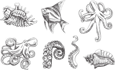 Seashells,  octopus, tropical fish, octopus tentacle vector set. Hand drawn sketch illustration. Collection of realistic ocean creatures  isolated on white background.
