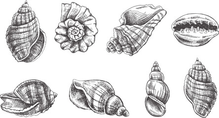 Seashells,  ammonite vector set. Hand drawn sketch illustration. Collection of realistic sketches of various molluscs sea shells of various shapes isolated on white background.