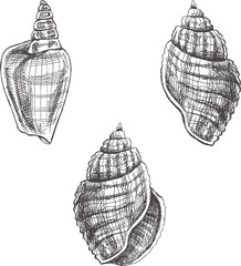 Seashells,  ammonite vector set. Hand drawn sketch illustration. Collection of realistic sketches of various molluscs sea shells of various shapes isolated on white background.