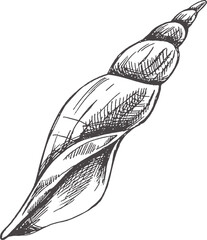 Hand drawn sketch of seashell, clam, conch. Scallop sea shell, sketch style vector illustration isolated on white background..