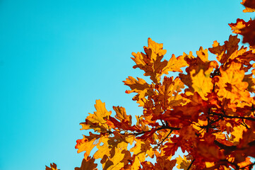 Golden yellow oak leaves against a blue sky. autumn landscape