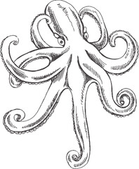 Hand drawn sketch of octopus. Vector aquatic monochrome  illustration isolated on white background..