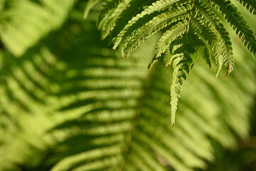 Texture of fern leaves close-up, soft green fern leaf close-up illuminated by the rays of the sun, the surface of the fern leaf, sustainable development, The texture of fern leaves is characterized