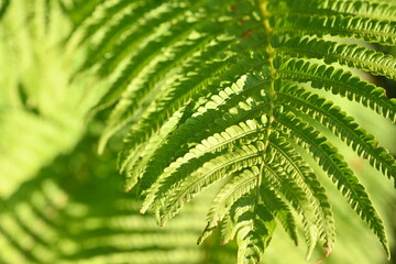Texture of fern leaves close-up, soft green fern leaf close-up illuminated by the rays of the sun,...