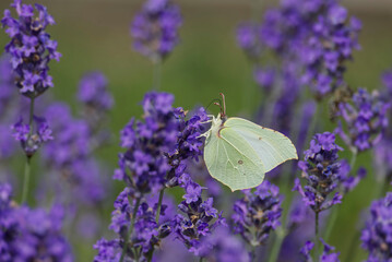 Common brimstone butterfly (Gonepteryx rhamni) sitting on lavender in Zurich, Switzerland