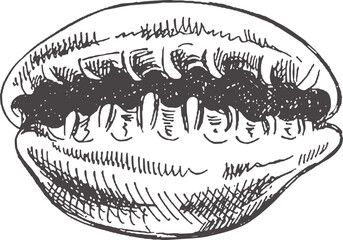 Hand drawn sketch of seashell, clam, conch. Scallop sea shell, sketch style vector illustration isolated on white background..