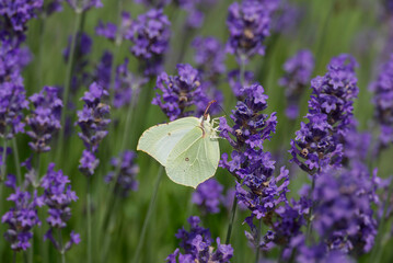 Common brimstone butterfly (Gonepteryx rhamni) sitting on lavender in Zurich, Switzerland