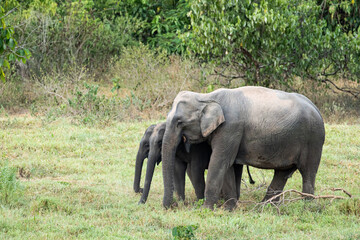 Asian elephant is nation animal in Thailand.