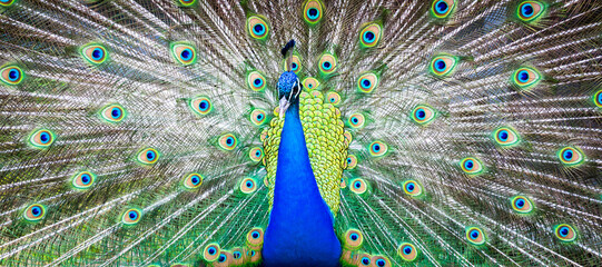 Obraz premium Peacock portrait. Beautiful colourful peackock feather