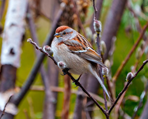 American Tree Sparrow Photo and Image.  Close-up side view perched on a bud tree branch with forest background in its environment.