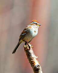 American Tree Sparrow.  Close-up side view perched on a twig with brown background in its environment