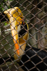 Greater Hornbill