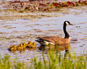Canada Goose and Gosling Photo and Image.  Swimming in their environment and habitat with water lily pads and enjoying their day. Goose Picture. Portrait.