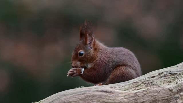Red squirrel climbs on dead branch and eats hidden hazelnuts, close up, portrait, european red squirrel, january, north rhine westphalia, (sciurus vulgaris), germany