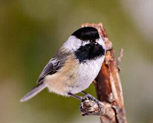 Chickadee Photo and Image.  Close-up view perched on a twig with a green background in its environment and habitat surrounding displaying open beak, white and black colour.