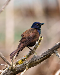Common Grackle Image and Photo. Close-up side view perched on moss branch with blur background, displaying feathers fluffed in its environment.