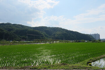 Green rice paddies and mountains