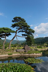 Pine trees in the middle of a lotus pond