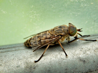 Close up of a Greenhead Horse Fly (Tabanus nigrovittatus) known for its painful bite
