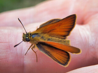 Small Skipper Butterfly (Thymelicus sylvestris) on a hand
