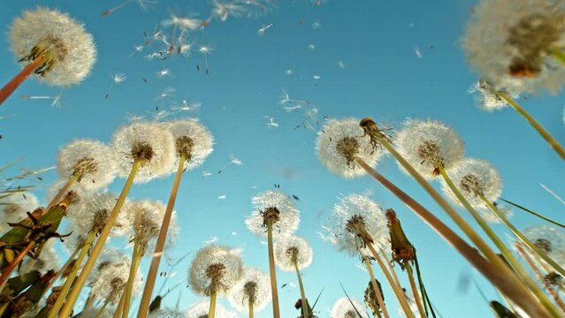 Super slow motion of bloomed dandelion with flying seeds in sunset. Filmed on high speed cinema camera, 1000 fps.