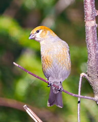 Pine Grosbeak Photo and Image. female front view perched on a branch with a blur forest background in its environment and displaying rusty colour feather plumage. Grosbeak Portrait.