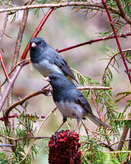 Junco Dark-eyed Photo and Image. Couple close-up profile view perched on a red stag horn sumac plant with a beautiful coloured background