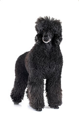  standard poodle in studio