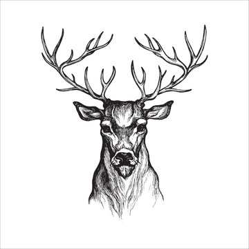 Hand drawn deer illustration, Deer drawing, horns, Wild animal, Forest animal, Noble deer, bambi