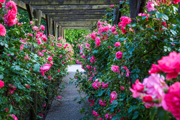 Wooden pergola overgrown with beautiful pink roses. Wooden garden support structure. Trellis. Rose garden. Chorzow, Silesian Park. - obrazy, fototapety, plakaty