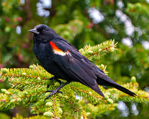 Red-Winged Blackbird Photo and Image.   Blackbird male close-up side view, perched on a coniferous tree in its environment and habitat surrounding.