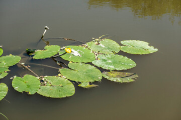 Floating flowering water lily on the water surface