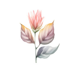 Watercolor of floral isolated on transparent background