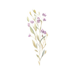 Watercolor of floral isolated on transparent background